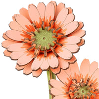 ROWOOD - PUZZLE 3D BOIS - Maquette bois Fleurs de Marguerite Gerberas Orange - TW111 - Golemites - Rokr